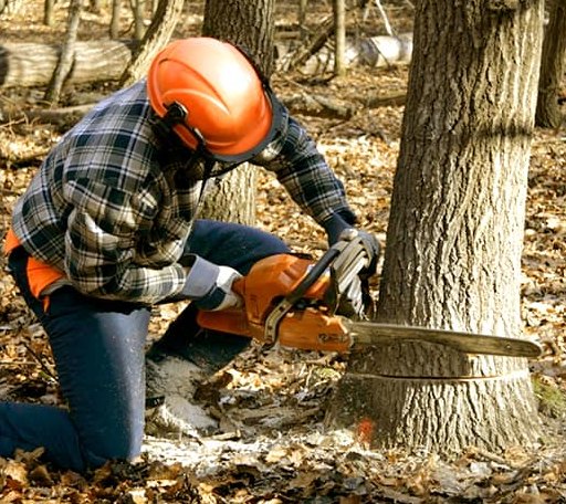 Tree Removal in Breckenridge, MI